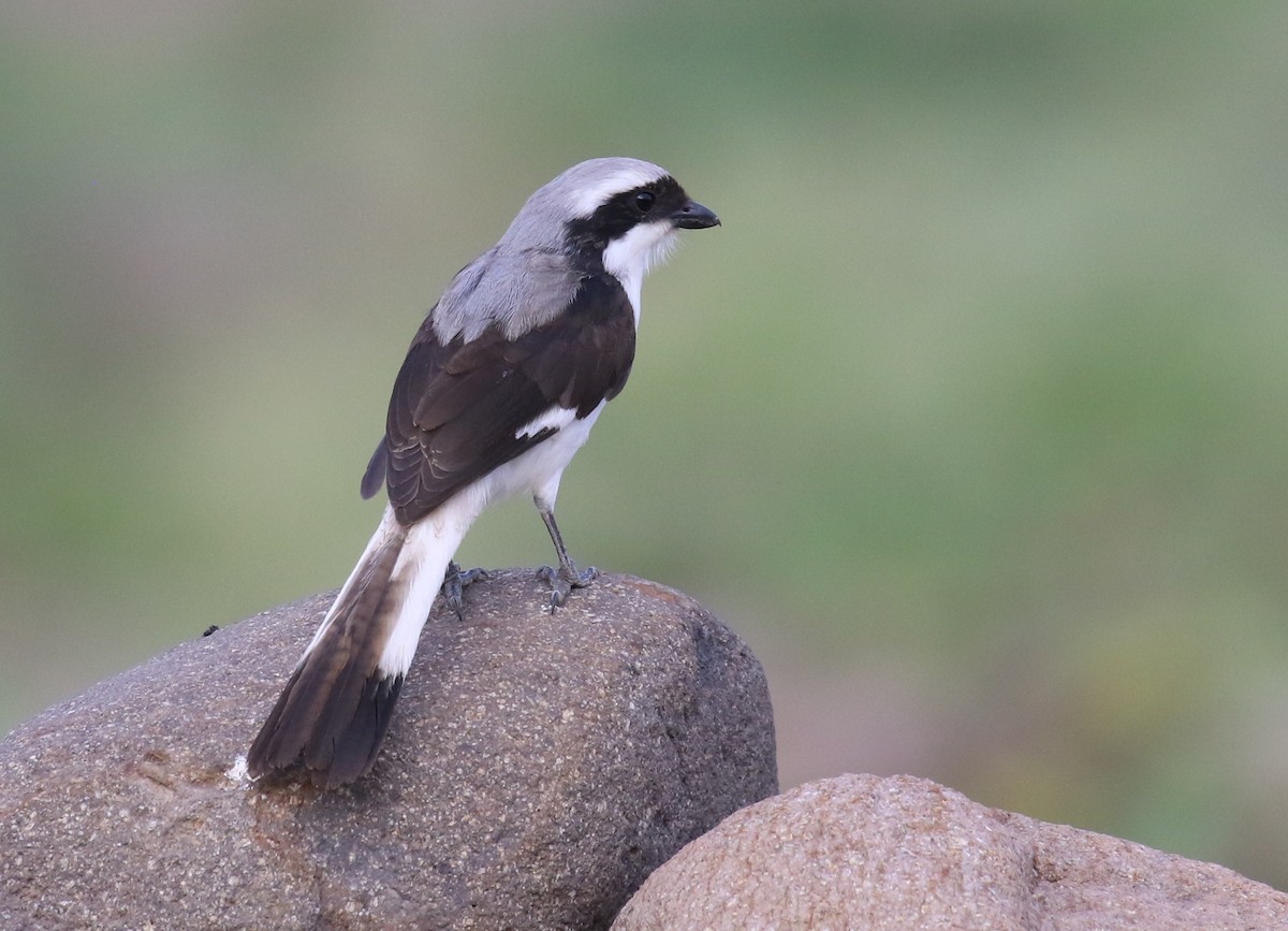 Gray-backed Fiscal - ML187403471