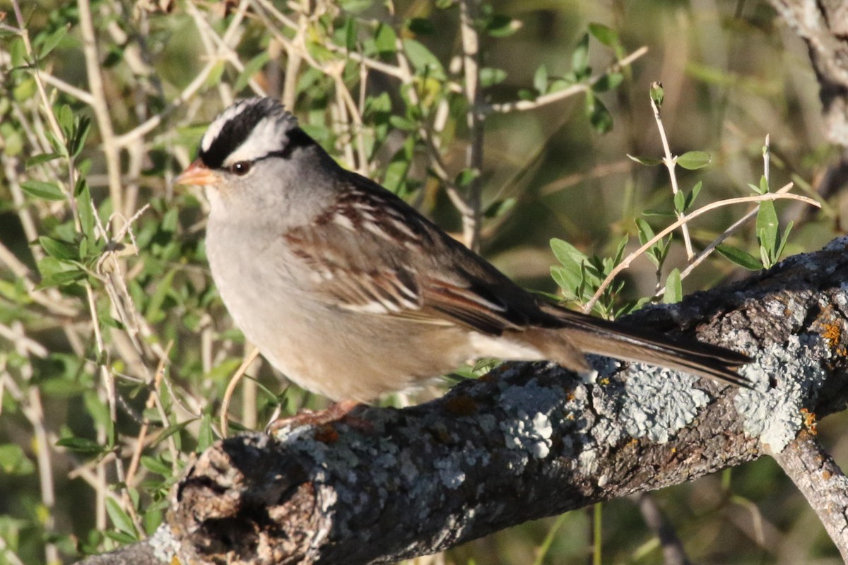 White-crowned Sparrow - Galen  Stewart