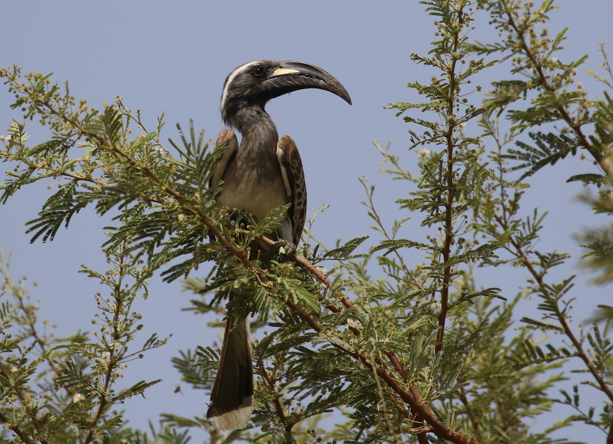 African Gray Hornbill - ML187407701