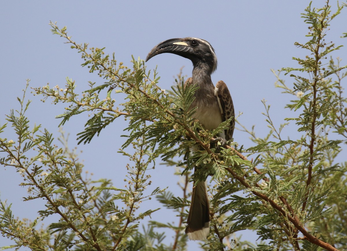 African Gray Hornbill - ML187407711