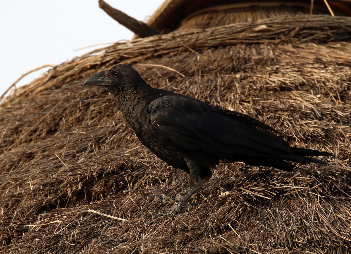 Fan-tailed Raven - Fikret Ataşalan