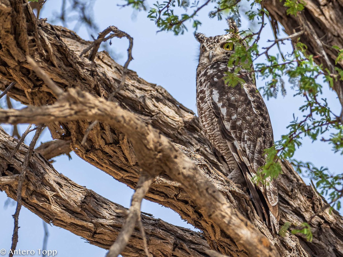 Spotted Eagle-Owl - ML187409721