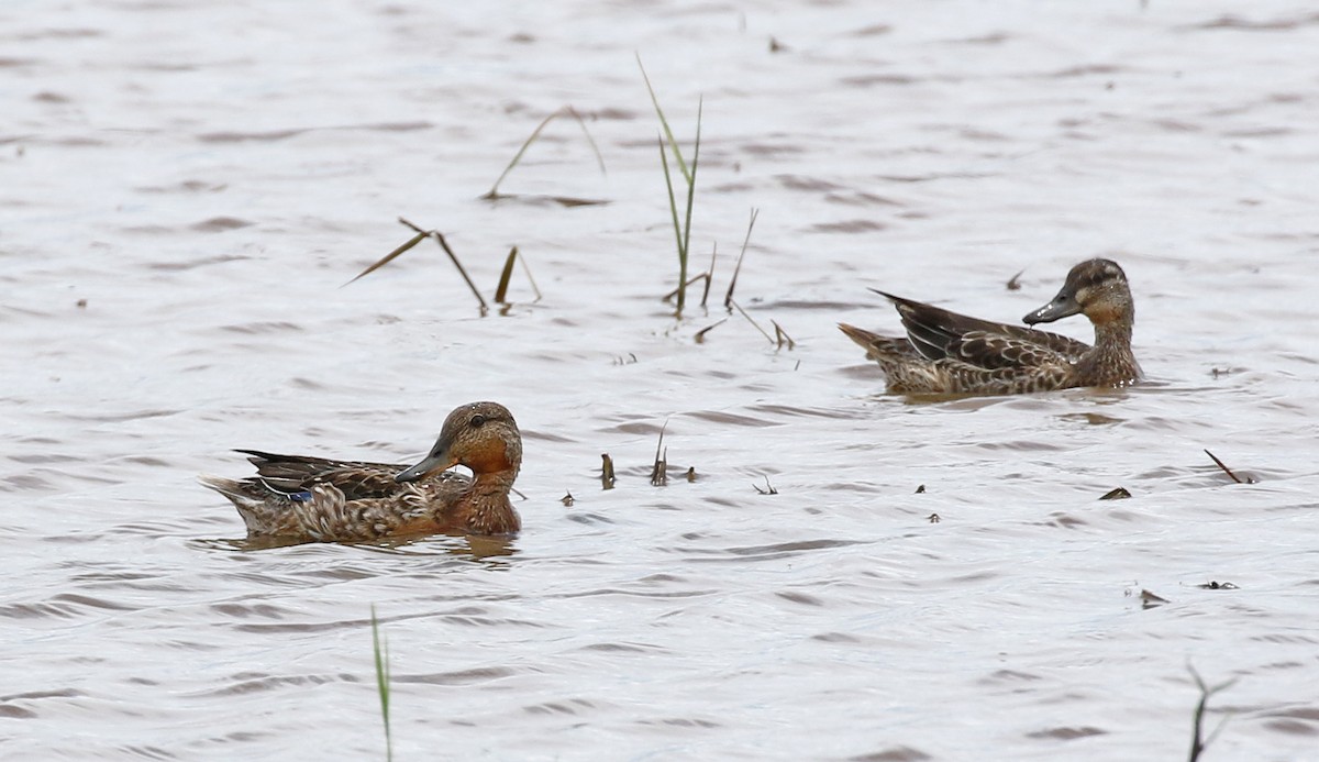 Green-winged Teal (Eurasian) - Dave Bakewell