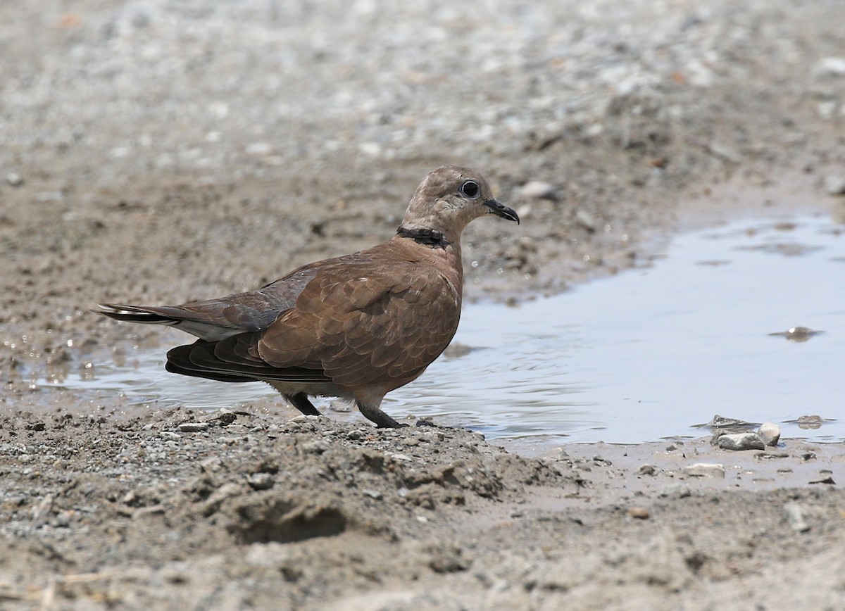 Red Collared-Dove - ML187410031