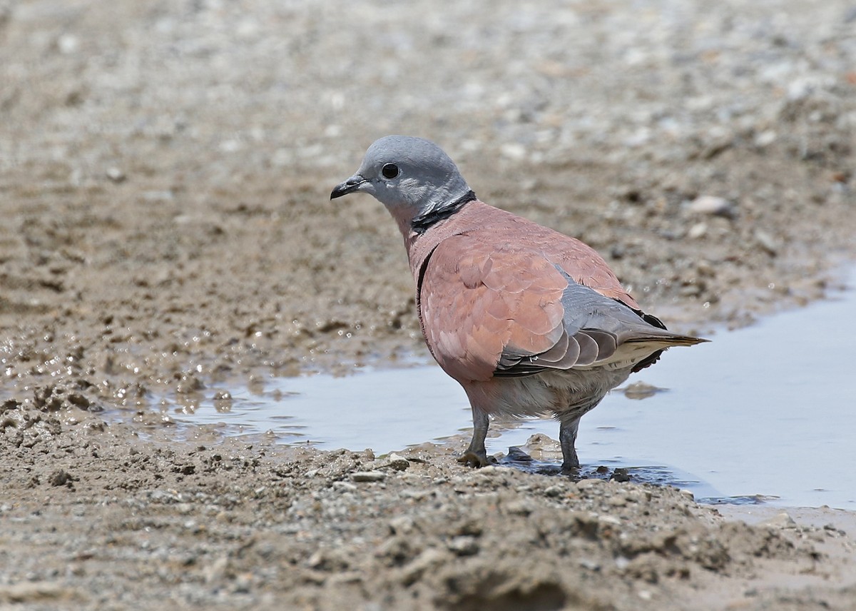 Red Collared-Dove - ML187410041