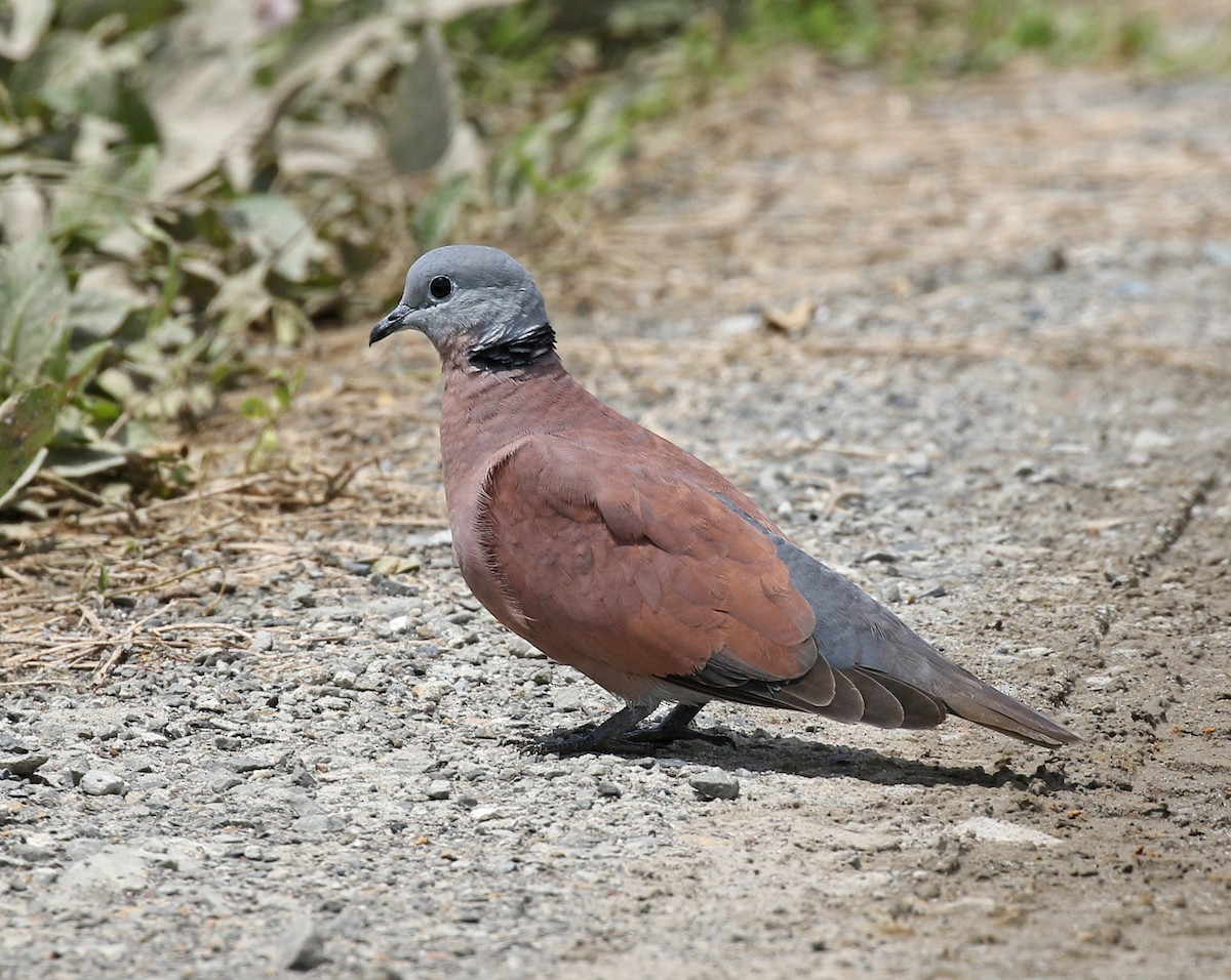 Red Collared-Dove - ML187410051