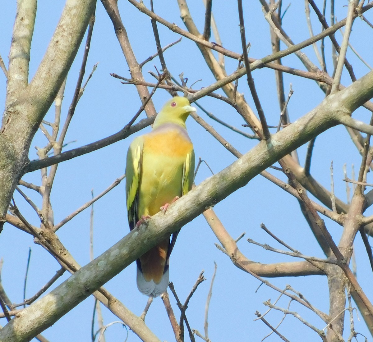Orange-breasted Green-Pigeon - Khagendra Mahato chitwanbirdwatching.com