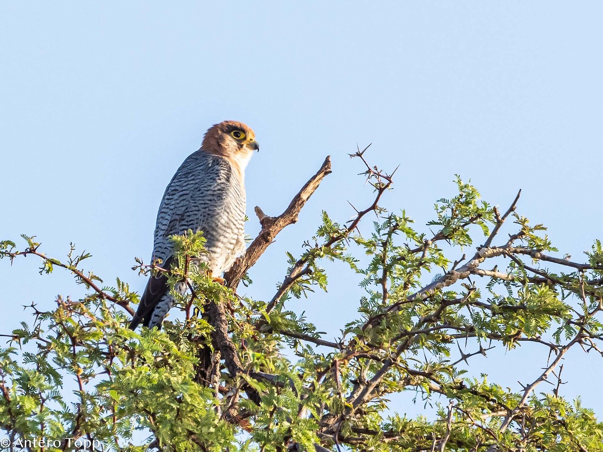 Red-necked Falcon - ML187410911