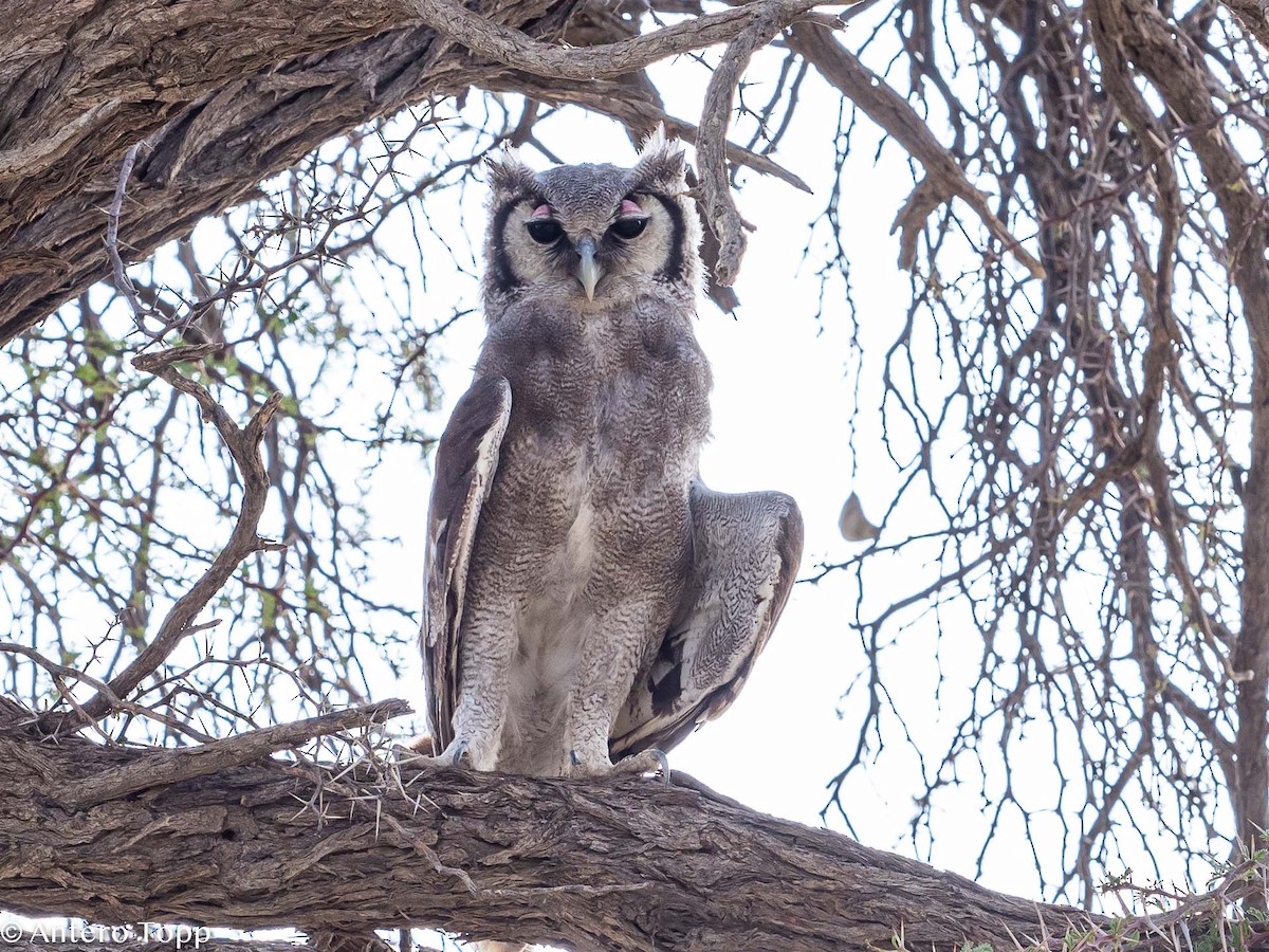 Verreaux's Eagle-Owl - ML187410981