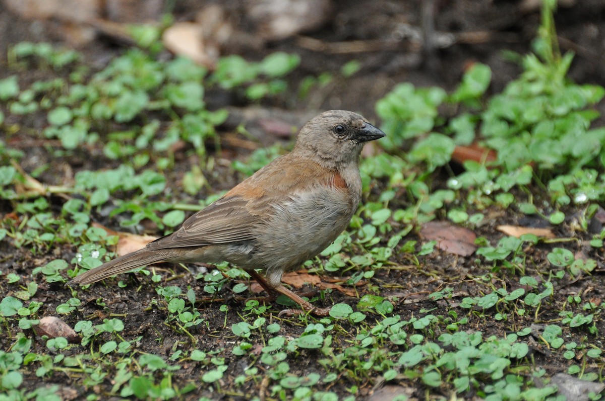 Southern Gray-headed Sparrow - Maryse Neukomm