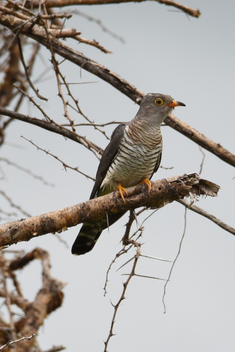 African Cuckoo - ML187412291