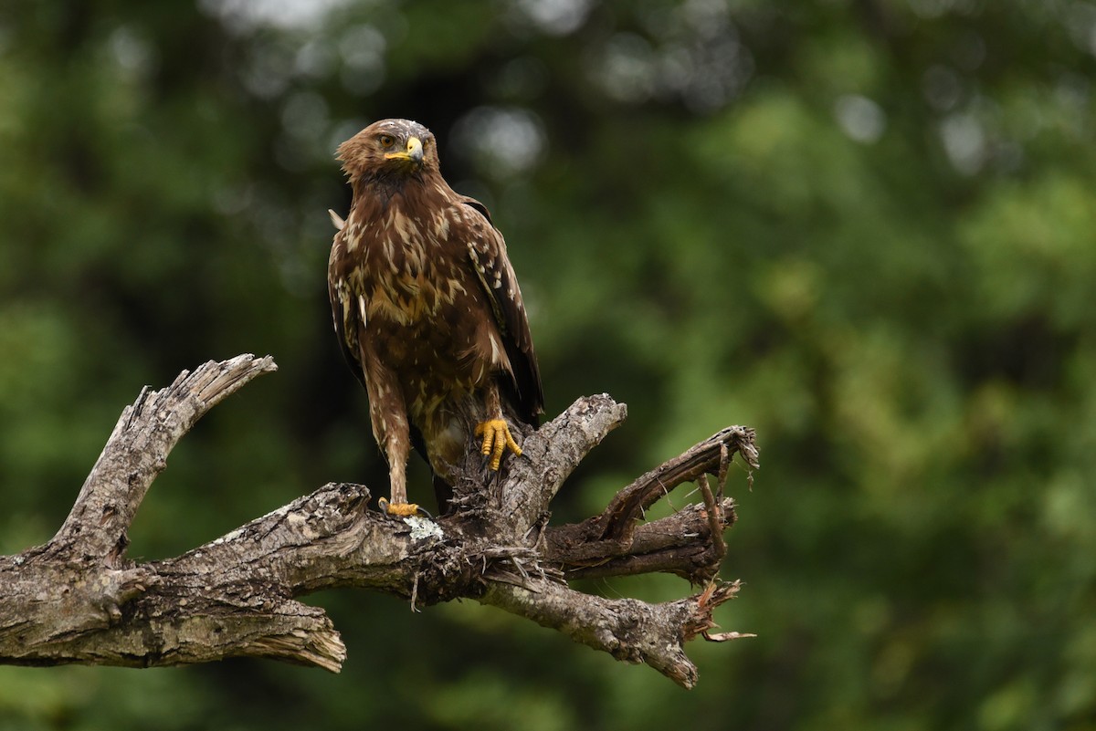 Lesser Spotted Eagle - ML187412451