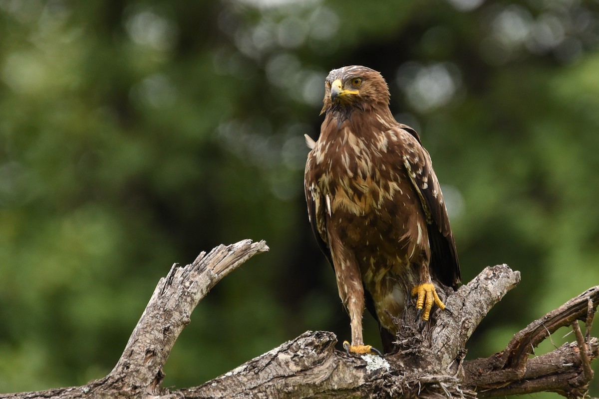 Lesser Spotted Eagle - Maryse Neukomm