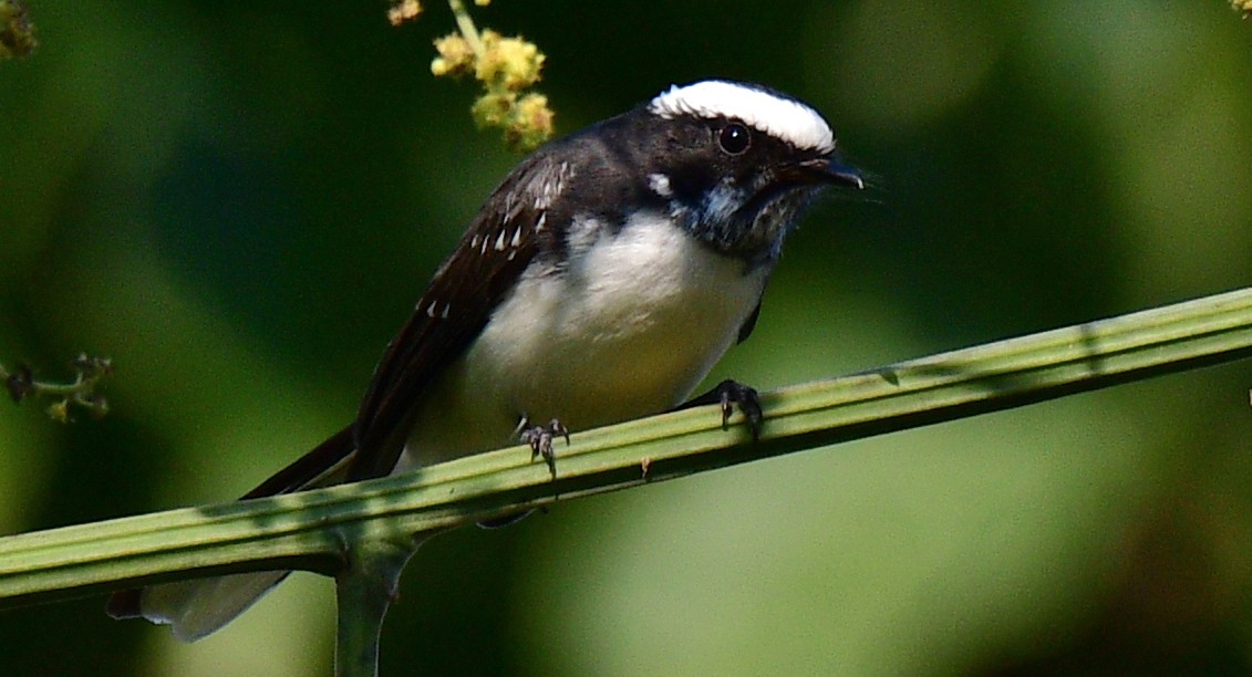 White-browed Fantail - ML187412801