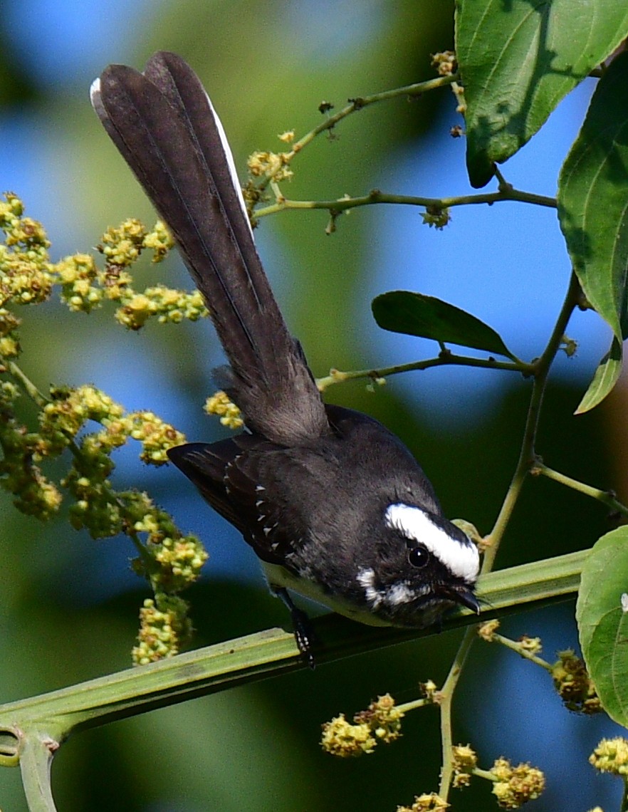 White-browed Fantail - ML187412811