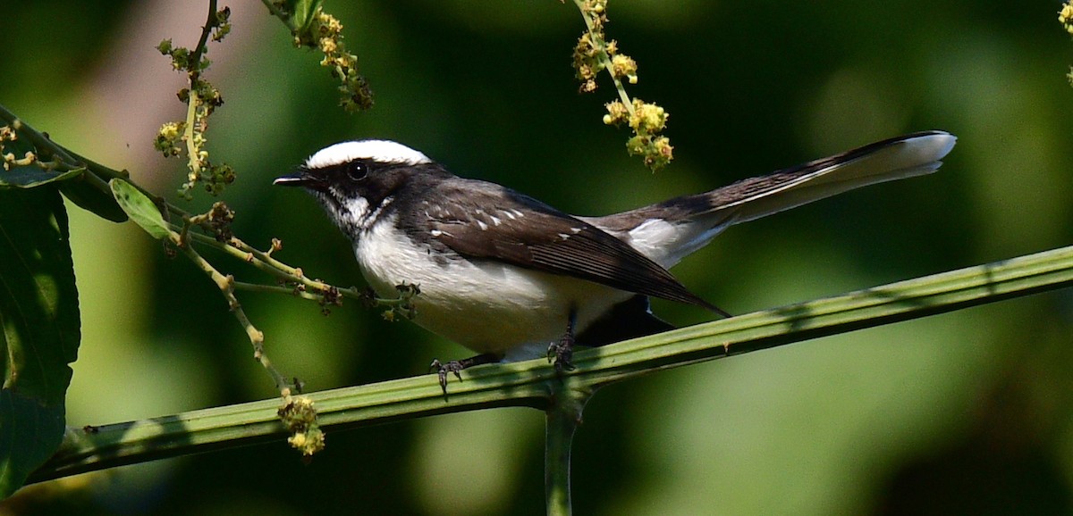 White-browed Fantail - ML187412821