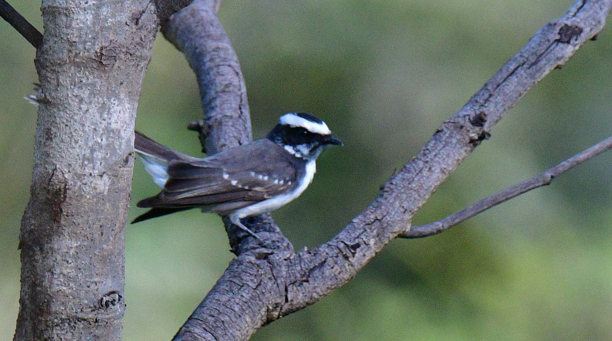 White-browed Fantail - ML187412831