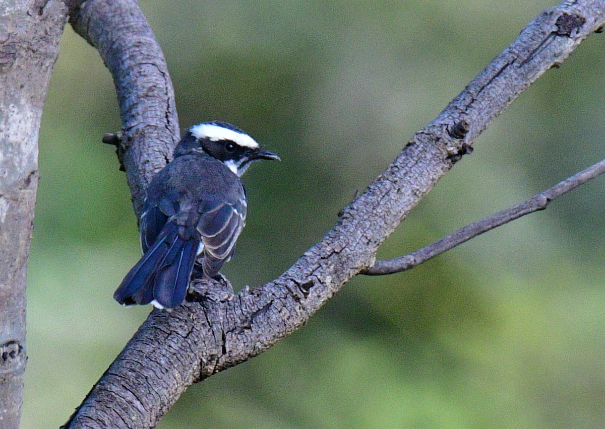 White-browed Fantail - ML187412841