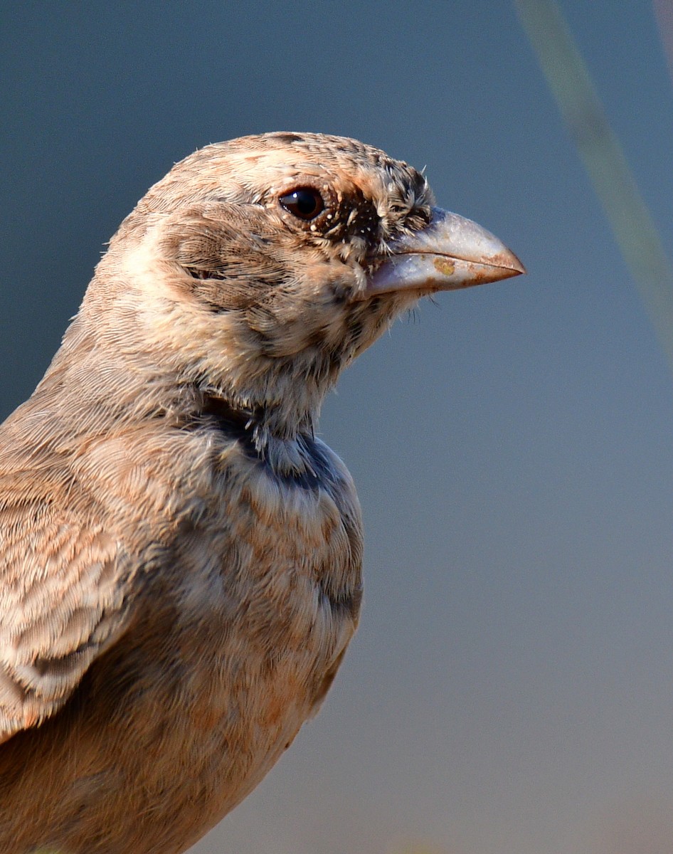 Ashy-crowned Sparrow-Lark - ML187412911