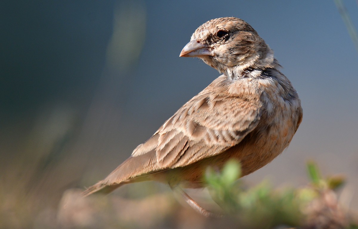 Ashy-crowned Sparrow-Lark - ML187412971