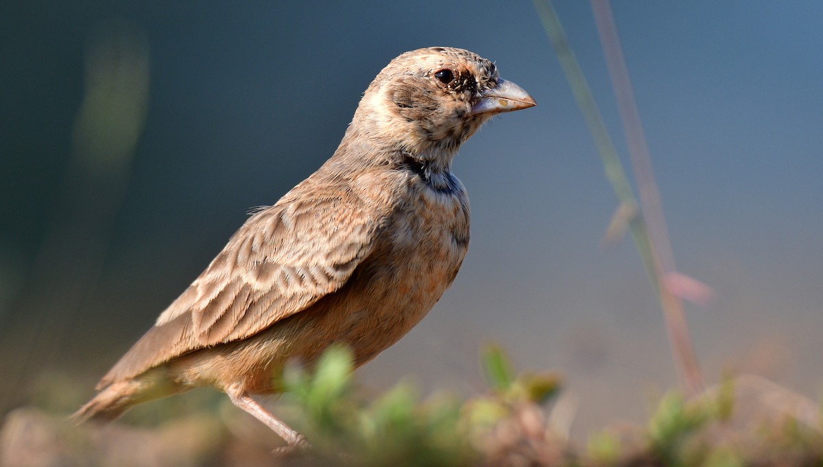 Ashy-crowned Sparrow-Lark - ML187413001