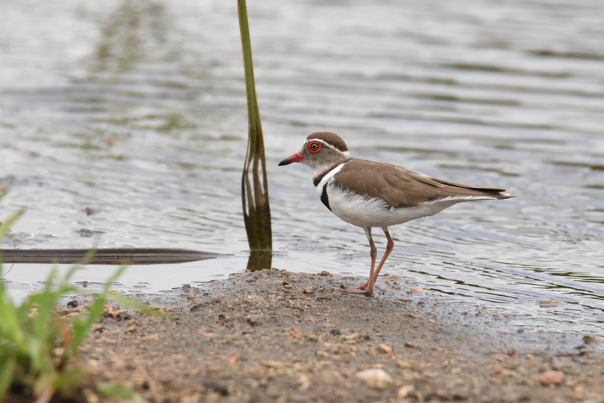 Three-banded Plover - ML187414381