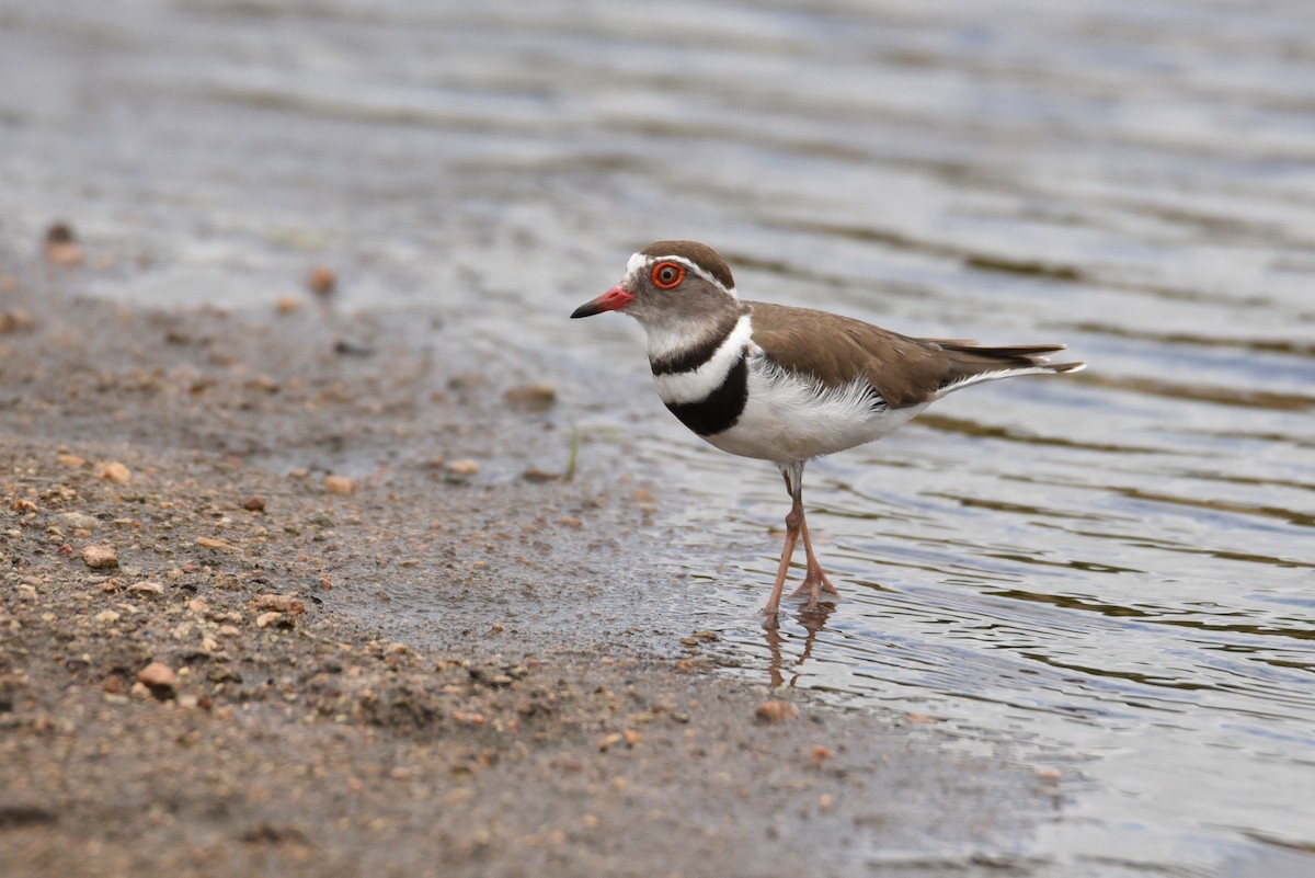 Three-banded Plover - ML187414431