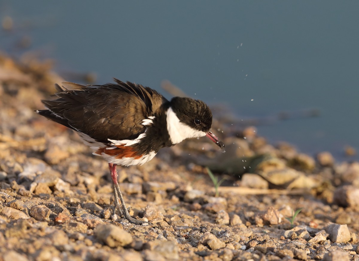 Red-kneed Dotterel - ML187416491
