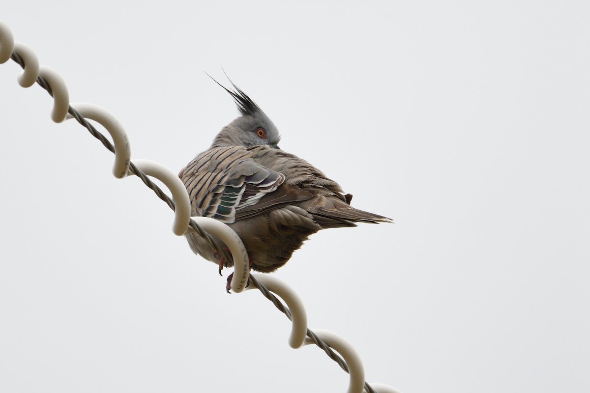 Crested Pigeon - Ken Crawley