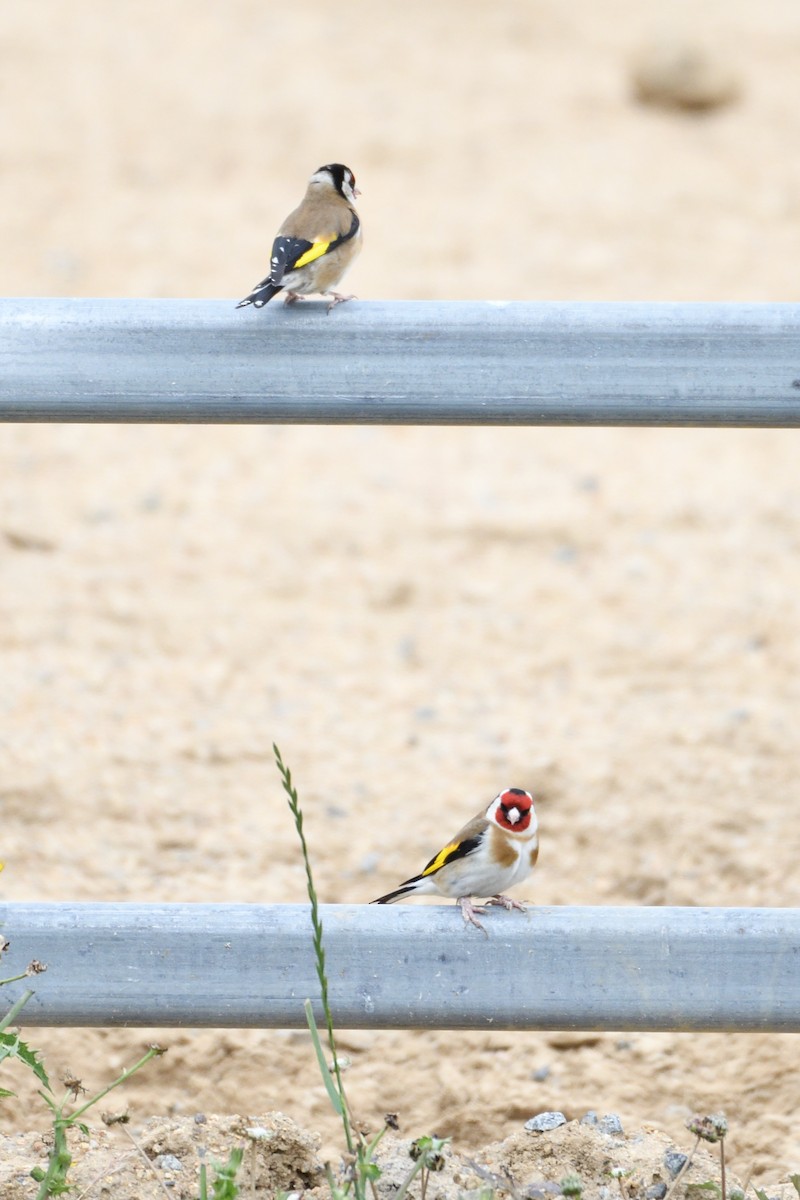 European Goldfinch - Ken Crawley