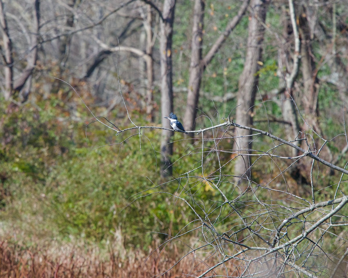 Belted Kingfisher - ML187419701