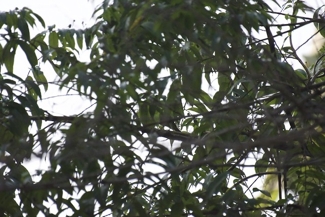 Thick-billed Warbler