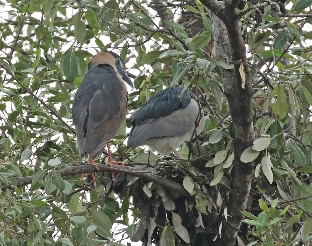 Black-crowned/Nankeen Night Heron - Dave Bakewell