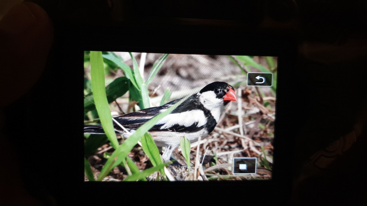 Pin-tailed Whydah - ML187423981