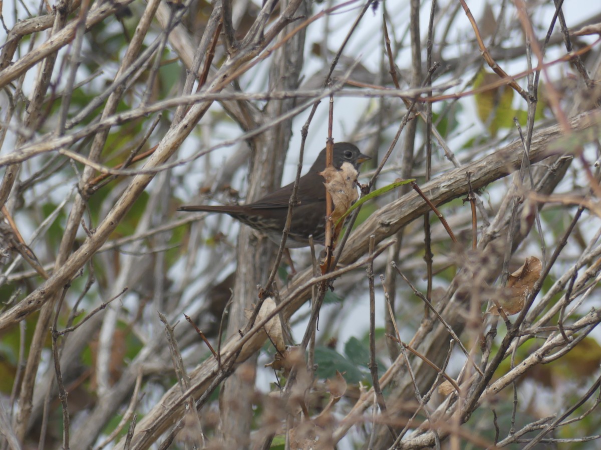 Fox Sparrow (Sooty) - ML187424841