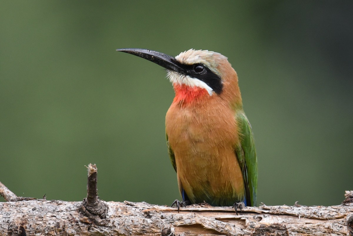 White-fronted Bee-eater - ML187426851