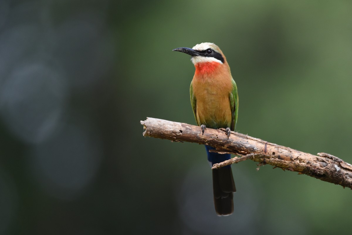 White-fronted Bee-eater - ML187426891