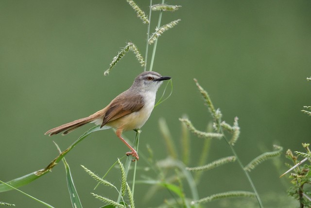 Tawny-flanked Prinia - eBird