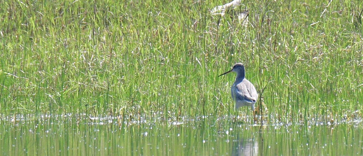 Spotted Redshank - ML187439111