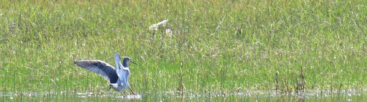 Spotted Redshank - ML187439171