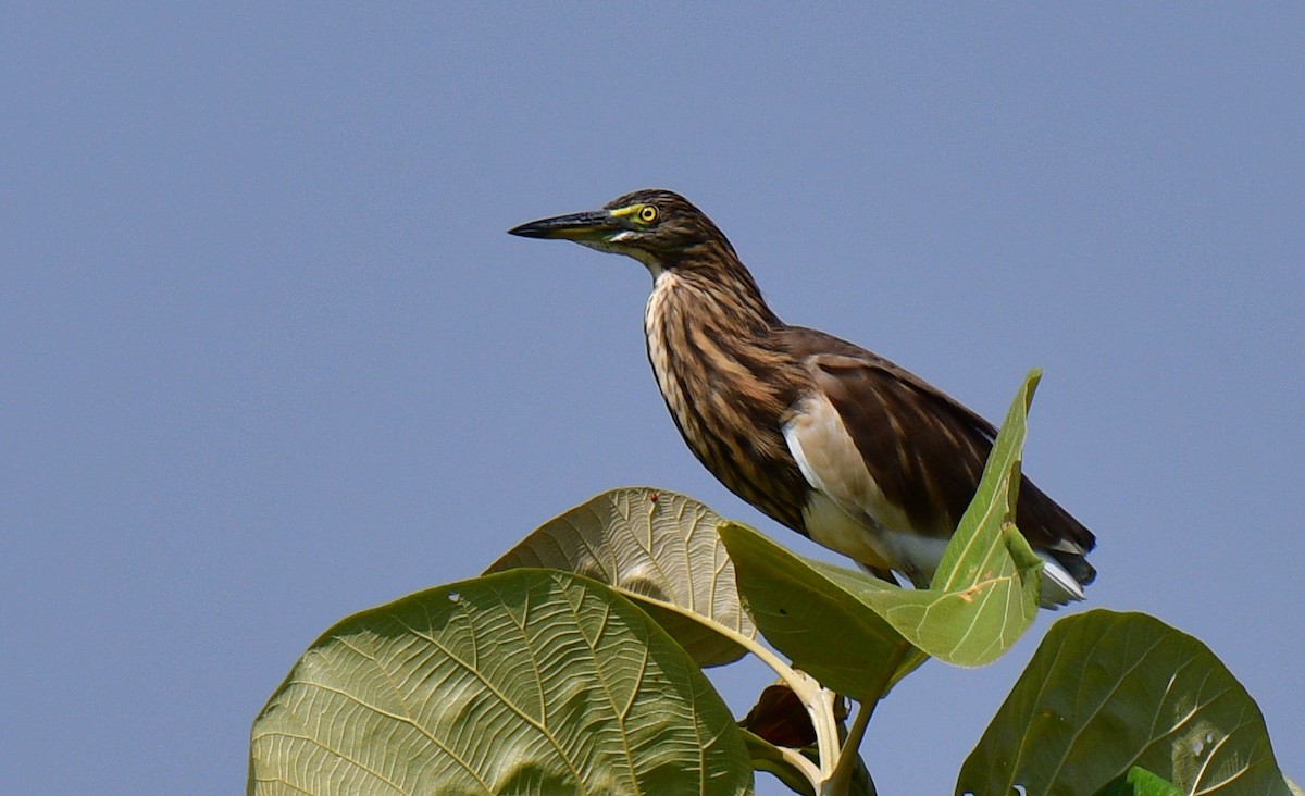 Indian Pond-Heron - RK Balaji