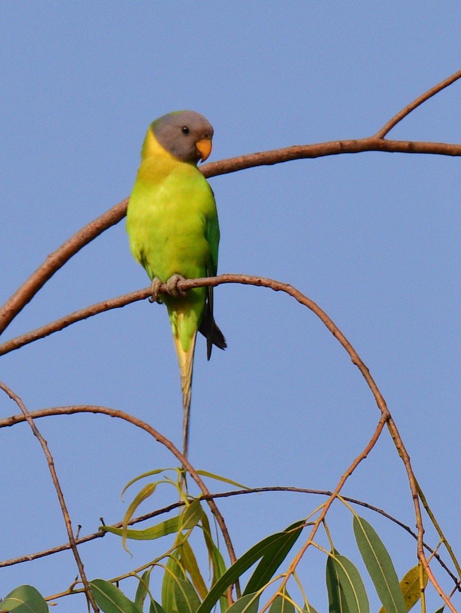 Plum-headed Parakeet - RK Balaji