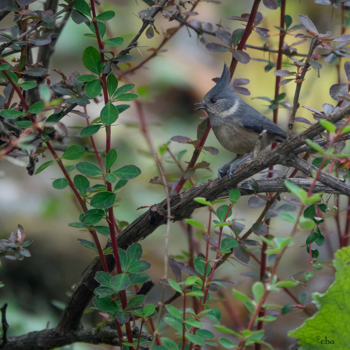 Gray-crested Tit - ML187440291
