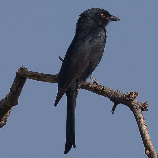 Fork-tailed Drongo - www.aladdin .st