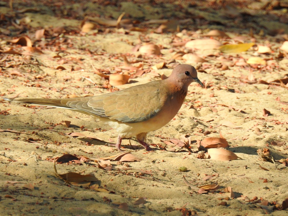 Laughing Dove - ML187444271