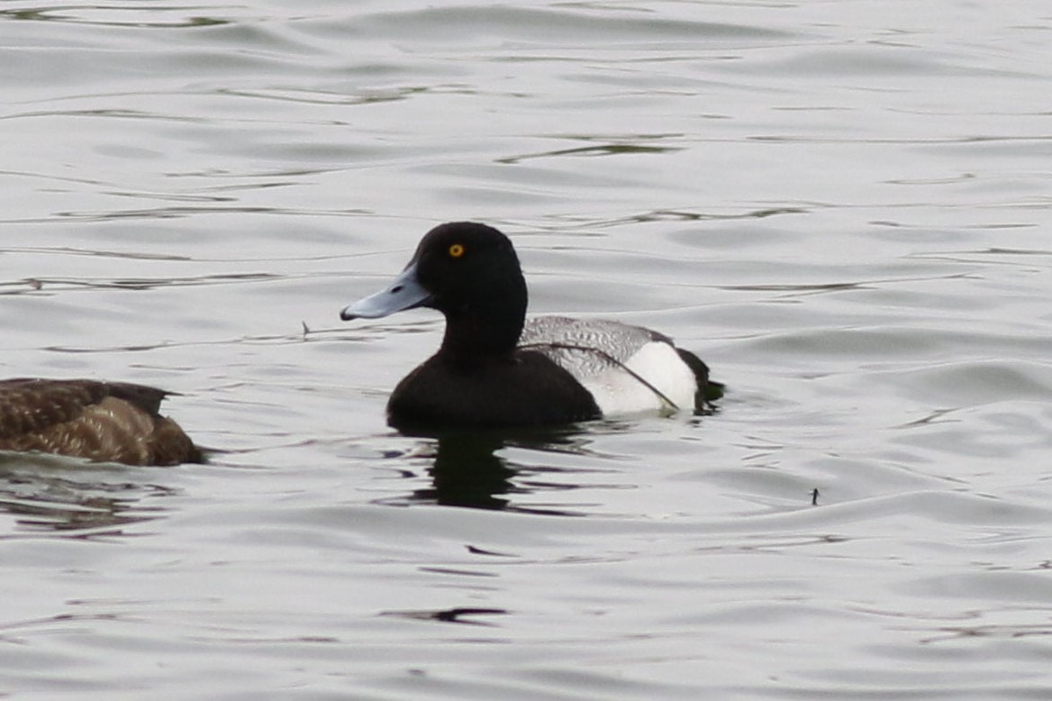 Greater Scaup - ML187447361
