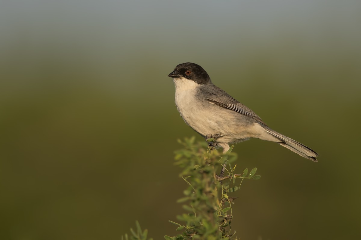 Black-capped Warbling Finch - ML187449851