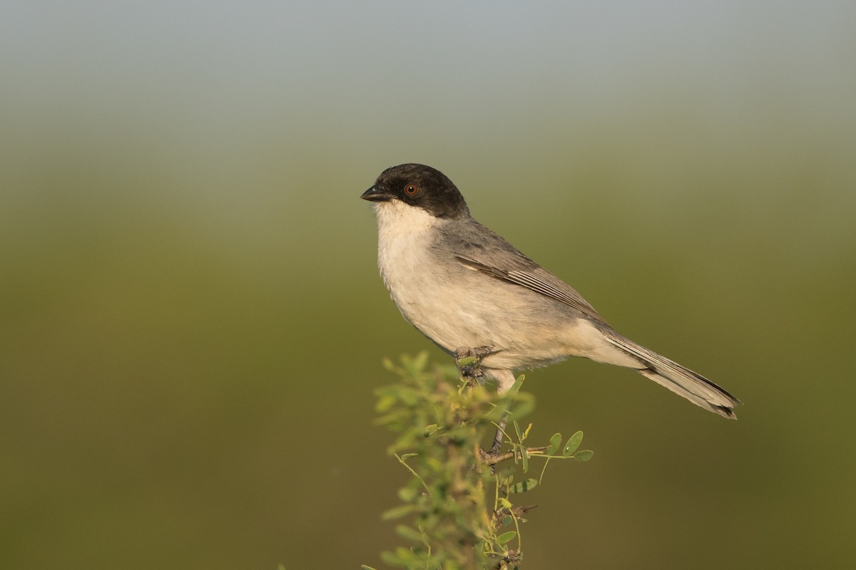 Black-capped Warbling Finch - ML187449871