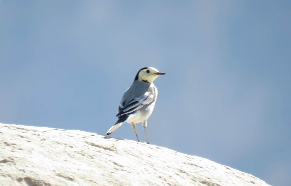 White Wagtail (White-faced) - ML187452091