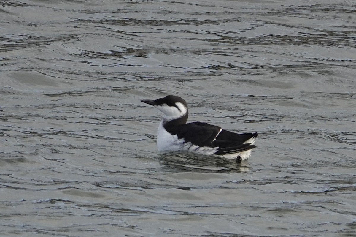 Common Murre - Lewis Lawes